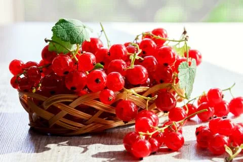 Fruits of red currants Photos