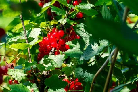 Fruits of red currants 스톡 사진