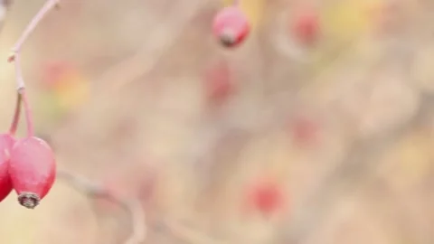 Fruits of red rose hips macro on a blurred background Vídeos de archivo 164833167