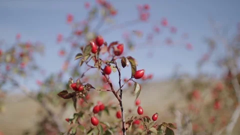 Fruits of red rosehip with a rat-plan camera movement Stock Footage 129614251