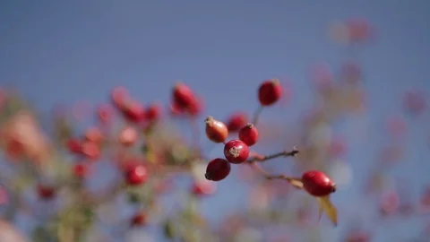 Fruits of red rosehip with a rat-plan camera movement Stock Footage 129614354