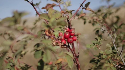 Fruits of red rosehip with a rat-plan camera movement Stock Footage 129780359