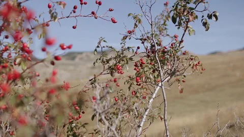 Fruits of red rosehip with a rat-plan camera movement Stock Footage 129780922