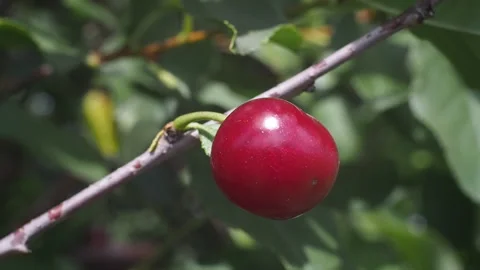The fruits of ripe cherries close-up. 库存影片 93243803