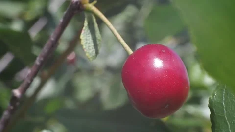 The fruits of ripe cherries close-up. Видео 93243832