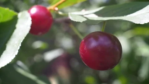 The fruits of ripe cherries close-up. Видео 93243835