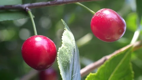 The fruits of ripe cherries close-up. Stock Footage 93243867
