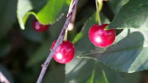 The fruits of ripe cherries close-up. Видео 93243902