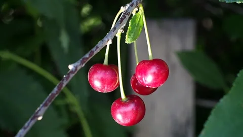 The fruits of ripe cherries close-up. Video stock 93243942