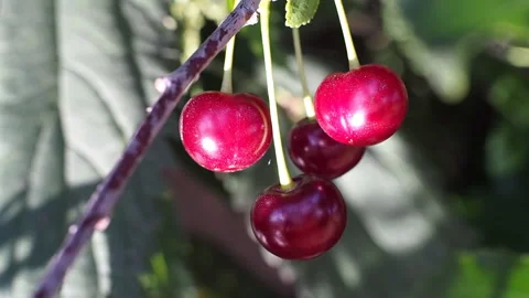 The fruits of ripe cherries close-up. Video stock 93243965
