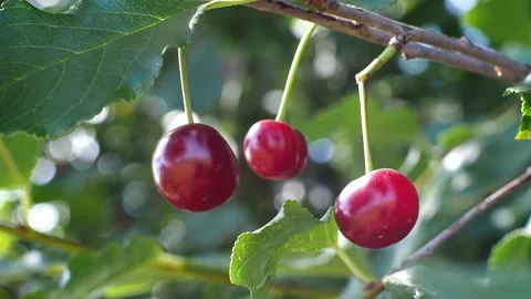 The fruits of ripe cherries close-up. 库存影片 93244018