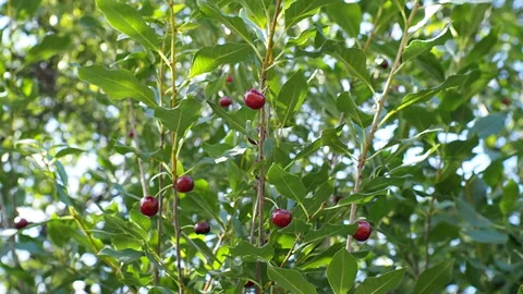 The fruits of ripe cherries close-up. Stock Footage 93244080
