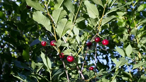 The fruits of ripe cherries close-up. 库存影片 93244159