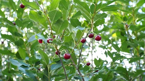 The fruits of ripe cherries close-up. 库存影片 93244213