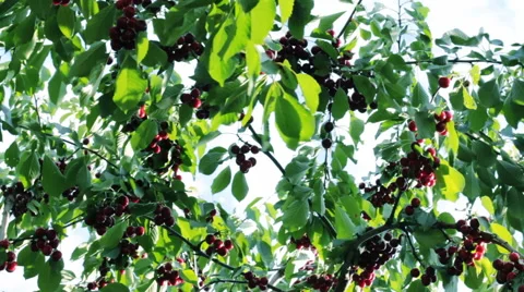 Fruits Ripe Cherries On The Wind 2 Stock-Footage 58819571