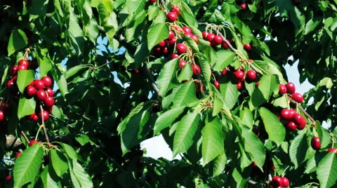 Fruits Ripe Cherries On The Wind 4 Video stock 58819563