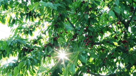 Fruits Ripe Cherries On The Wind Stock-Footage 58819565
