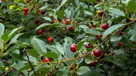 Fruits of ripe cherry on a tree Stock Footage 114830743