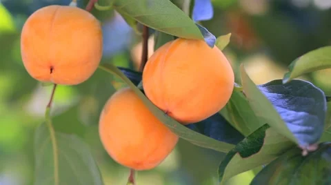 Fruits of ripen persimmons on a tree. Stock-Footage 8835380