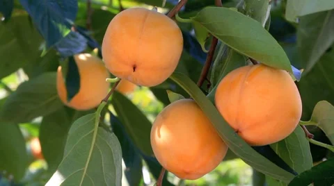 Fruits of ripen persimmons on a tree. Stock Footage 8835388