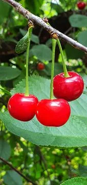 Fruits ripened on the cherry tree Stock Photos