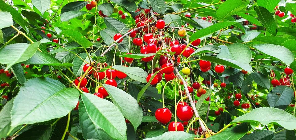 Fruits ripened on the cherry tree Stock Photos