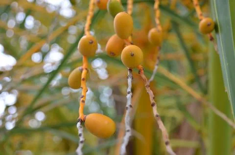 Fruits Ripping Foto stock