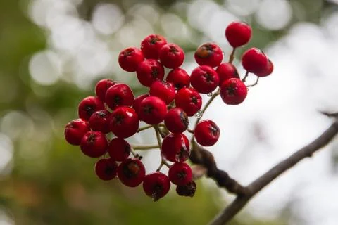Fruits of rowan 스톡 사진