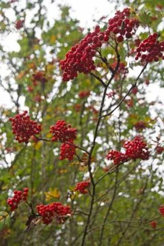 Fruits of rowan 스톡 사진
