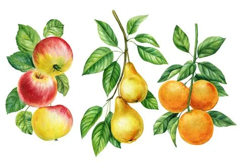 Fruits set on isolated white background, watercolor botanical painting. Orange Stock Illustration