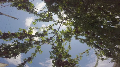 Fruits shine with the rays of the sun against the sky. 스톡 동영상 89102736