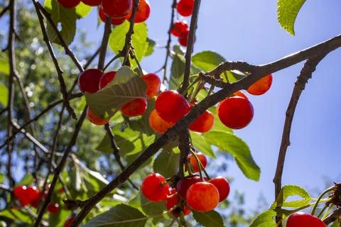 Fruits of a sour cherry tree, close up with blue sky Foto stock