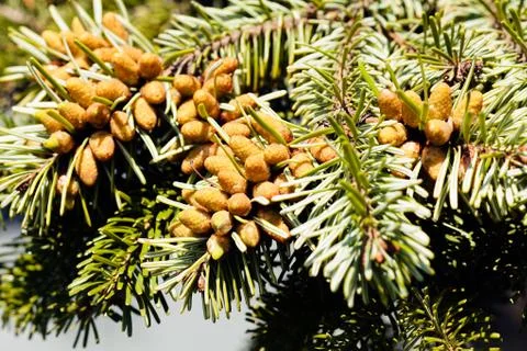 Fruits of  spruce Stock Photos