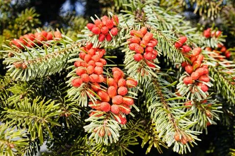 Fruits of  spruce Stock Photos