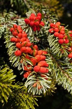 Fruits of  spruce Stock Photos