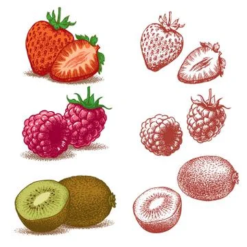 Fruits strawberry raspberry kiwi vector 库存插图