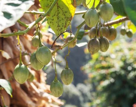 Fruits of tamarillo Stock Photos