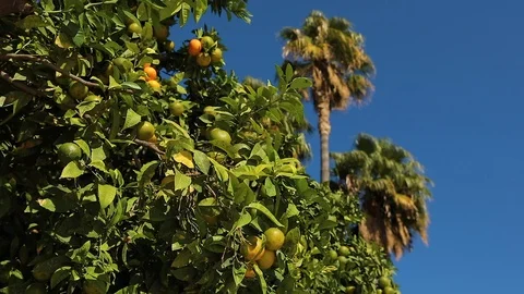 Fruits Tangerine Stock Footage 101520206