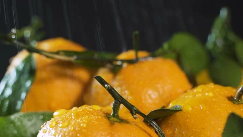 The fruits of the tangerine tree in the rain Stock Footage 124827947