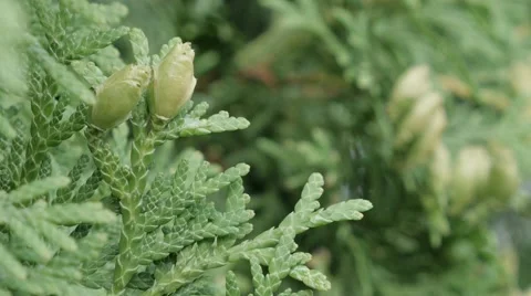 Fruits of thuja Stock Footage 51663706
