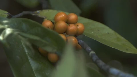 Fruits on a tree 2 Stock Footage 127473469