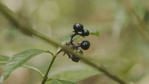 Fruits on a tree branch Stock Footage 127496136