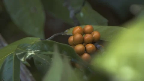 Fruits on a tree 動画素材 127473379