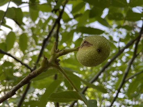 Fruits on tree Stock Photos