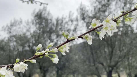 Fruits tree in vegetation phase, first buds and white flowers with droplets Stock Footage 316688969