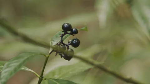 Fruits on a tree as the wind shakes Video stock 127500151