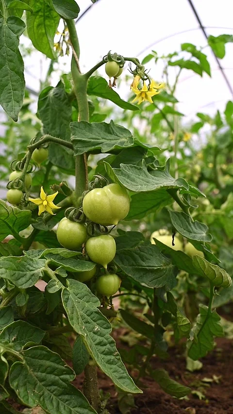 Fruits of unripe green tomatoes on a vine in a greenhouse Video stock 276767853