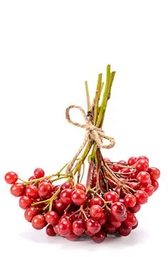 Fruits of viburnum Stock Photos