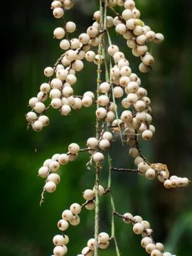 Fruits of Wait-a-while Vine Stock Photos
