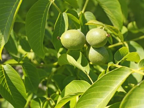 Fruits of walnut on a branch Stock Photos